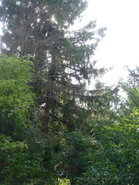Baum zum linken Nachbarn (1).jpg