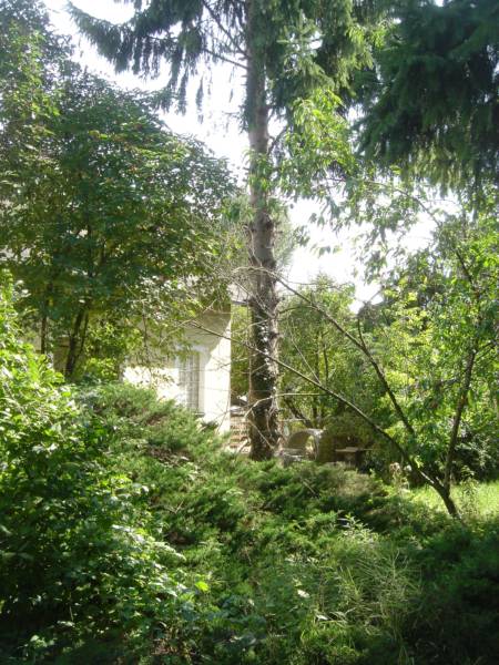 Blick nach Sueden auf den Baum Richtung Nummer VG Nr.3 - Stammansicht.jpg