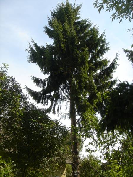 Blick nach Sueden auf den Baum Richtung Nummer VG Nr.3.jpg