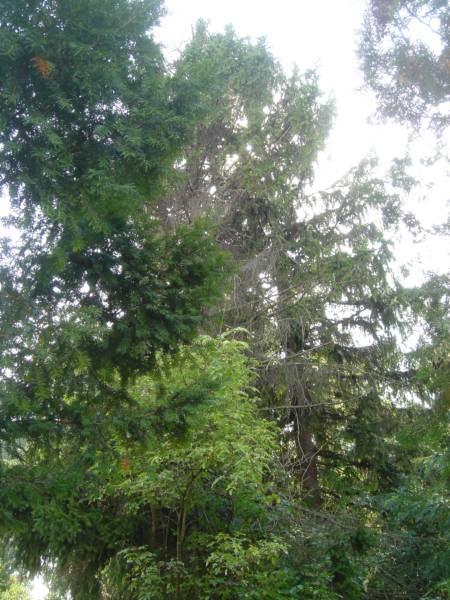 Blick nach Sueden auf den Baum Richtung Nummer VG Nr.7.jpg