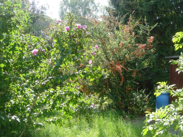 DSC00380.JPG