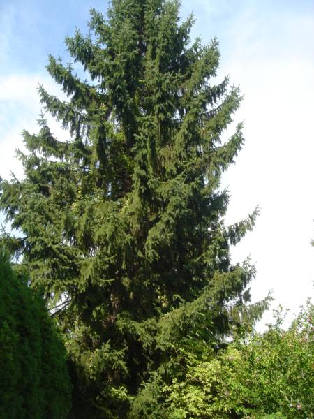 Der Baum Richtung Nr.7.jpg