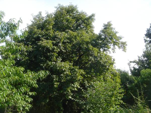 Der Birnbaum.jpg