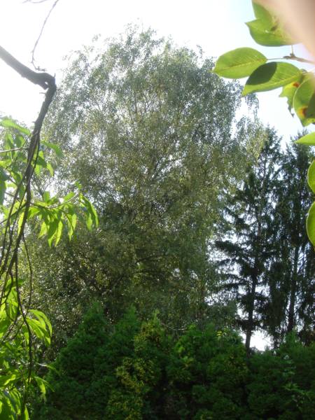 Die Birken im Nachbargarten (VG Nr.7).jpg