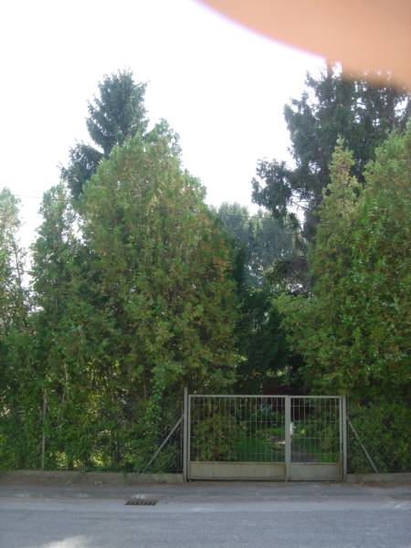 Fichte am Grund (eigene).jpg