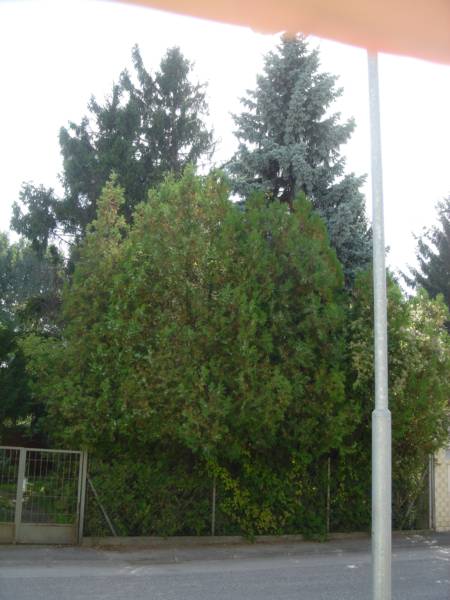Fichten rechts vom Grund (eigene und Nachbar).jpg