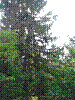 Baum zum linken Nachbarn (1).jpg
