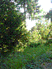 Baum zum linken Nachbarn (2).jpg