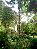 Blick nach Sueden auf den Baum Richtung Nummer VG Nr.3 - Stammansicht.jpg Blick nach Sueden auf den Baum Richtung Nummer VG Nr.3 - Stammansicht.jpg