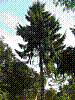 Blick nach Sueden auf den Baum Richtung Nummer VG Nr.3.jpg Blick nach Sueden auf den Baum Richtung Nummer VG Nr.3.jpg