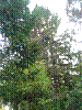 Blick nach Sueden auf den Baum Richtung Nummer VG Nr.7.jpg Blick nach Sueden auf den Baum Richtung Nummer VG Nr.7.jpg