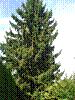 Der Baum Richtung Nr.7.jpg Der Baum Richtung Nr.7.jpg