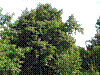 Der Birnbaum.jpg Der Birnbaum.jpg