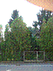Fichte am Grund (eigene).jpg