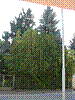 Fichten rechts vom Grund (eigene und Nachbar).jpg